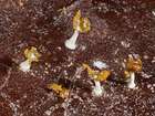 Habitus