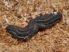 Habitus