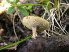 Habitus