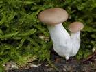 Habitus