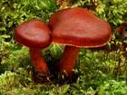 Habitus