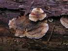 Habitus