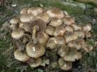 Habitus