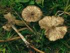 Habitus