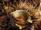 Habitus