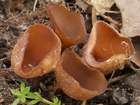 Habitus