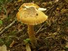 Habitus
