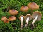 Habitus