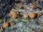 Habitus