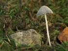 Habitus