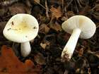 Habitus