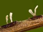 Habitus