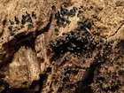 Habitus