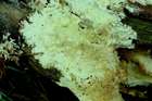 Habitus