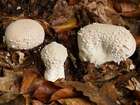 Habitus