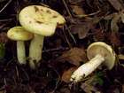 Habitus