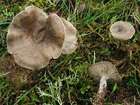Habitus