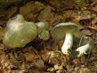Habitus